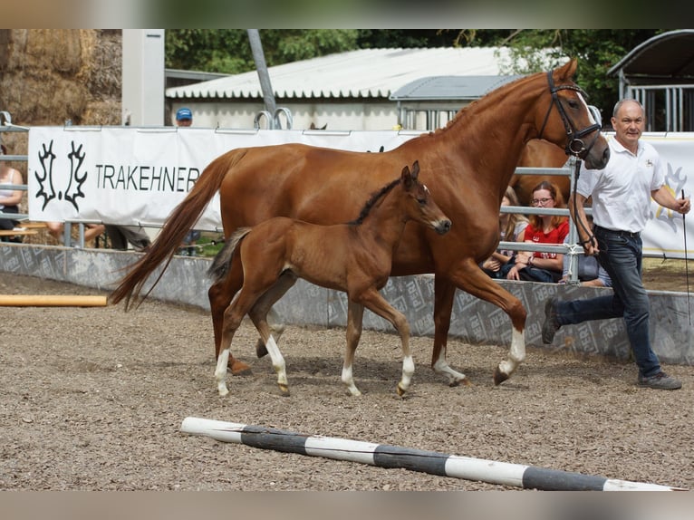 Koń trakeński Ogier 2 lat 168 cm Gniada in Günzburg