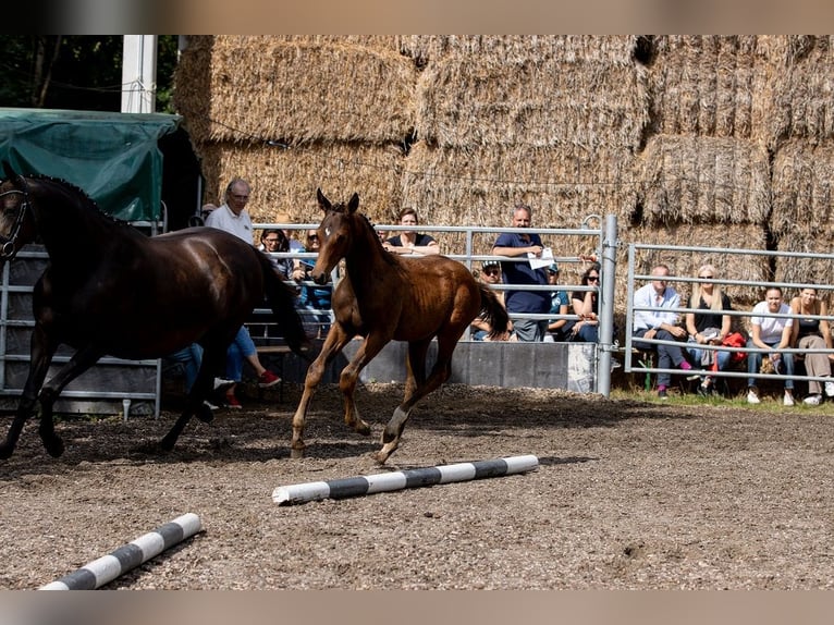 Koń trakeński Ogier 2 lat 168 cm Gniada in GünzburgGünzburg