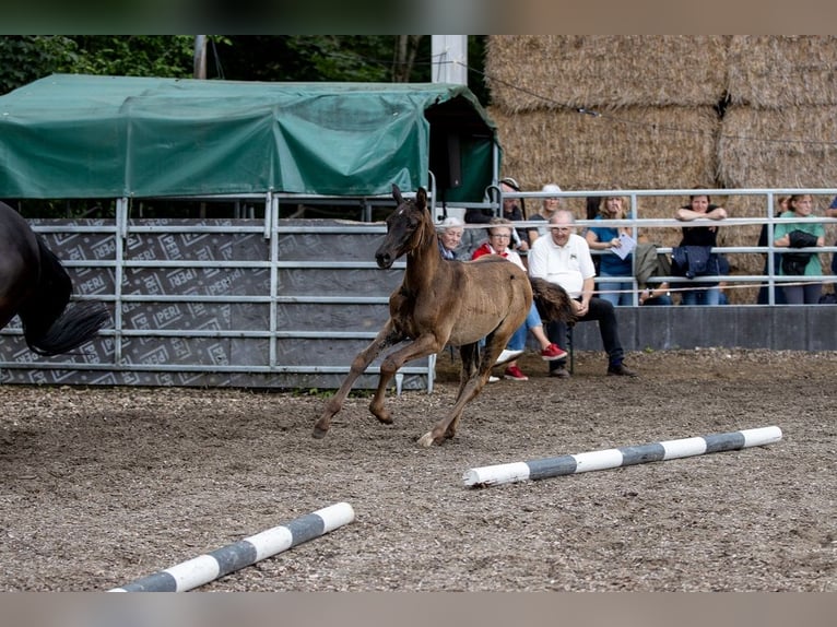 Koń trakeński Ogier 2 lat 170 cm Kara in Günzburg