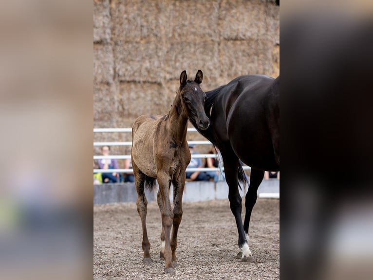 Koń trakeński Ogier 2 lat 170 cm Kara in Günzburg