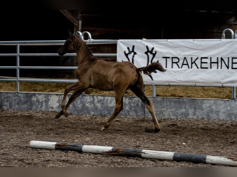 Koń trakeński Ogier 2 lat 170 cm Kara in Günzburg