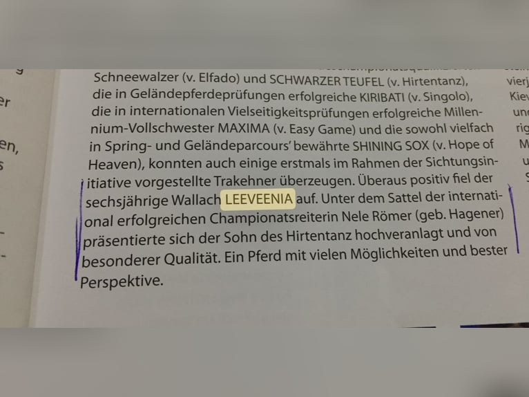 Koń trakeński Ogier 2 lat Siwa in Kassel