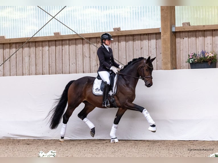 Koń trakeński Ogier 3 lat 166 cm Ciemnogniada in R&#xF6;ttingen