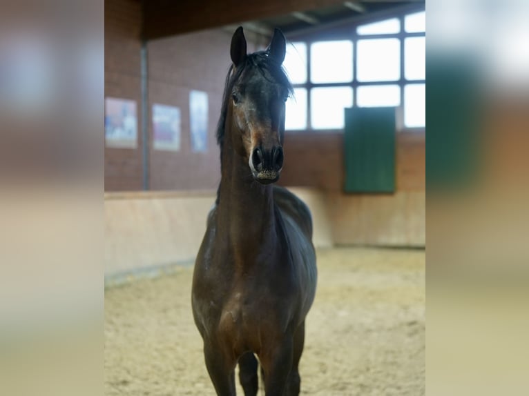 Koń trakeński Ogier 3 lat 167 cm Ciemnogniada in Paderborn