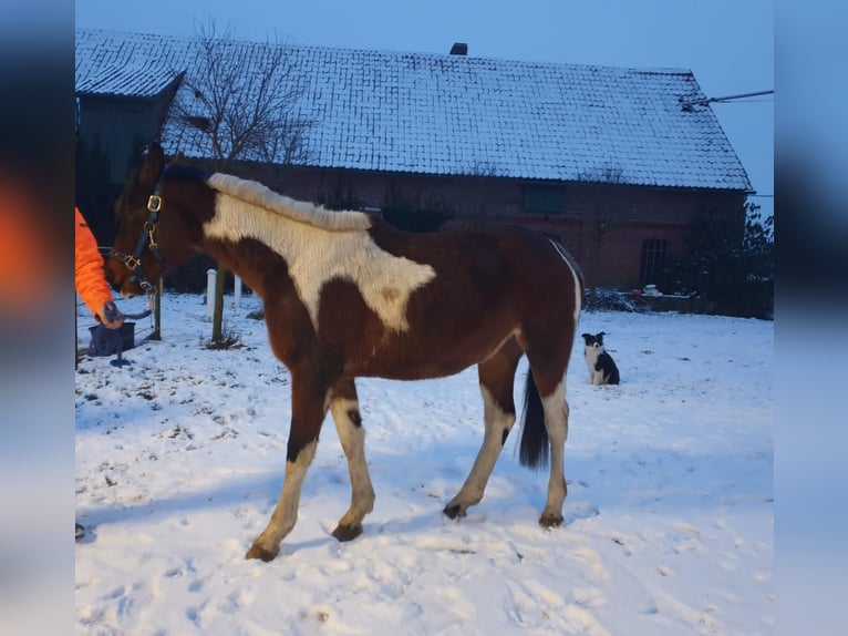 Koń trakeński Ogier 3 lat Srokata in Oetzen