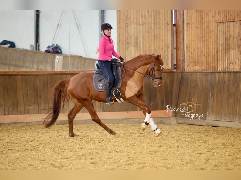 Koń trakeński Ogier 6 lat 165 cm Kasztanowata in Wuppertal