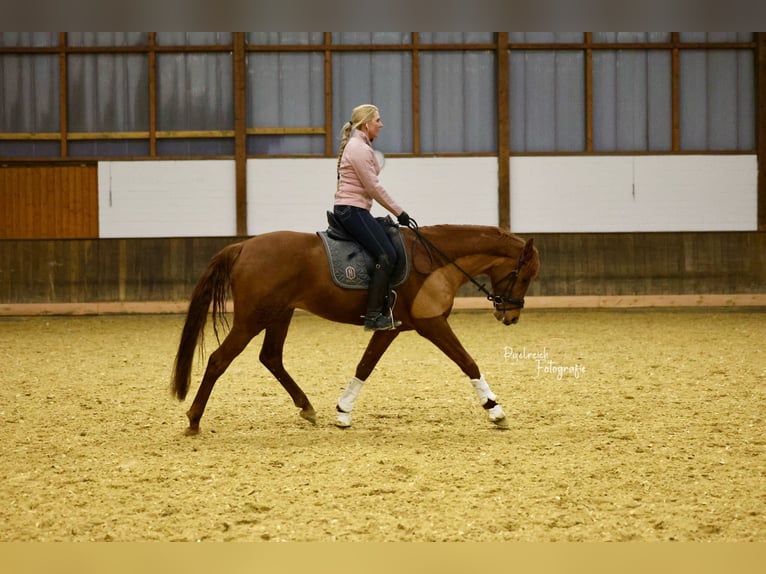 Koń trakeński Ogier 6 lat 165 cm Kasztanowata in Wuppertal