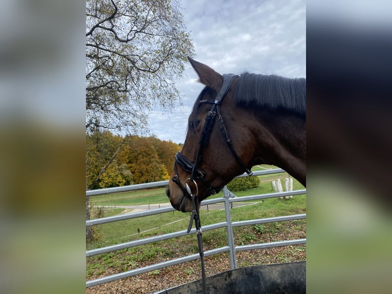 Koń trakeński Ogier 9 lat 168 cm Gniada in Sankt Johann