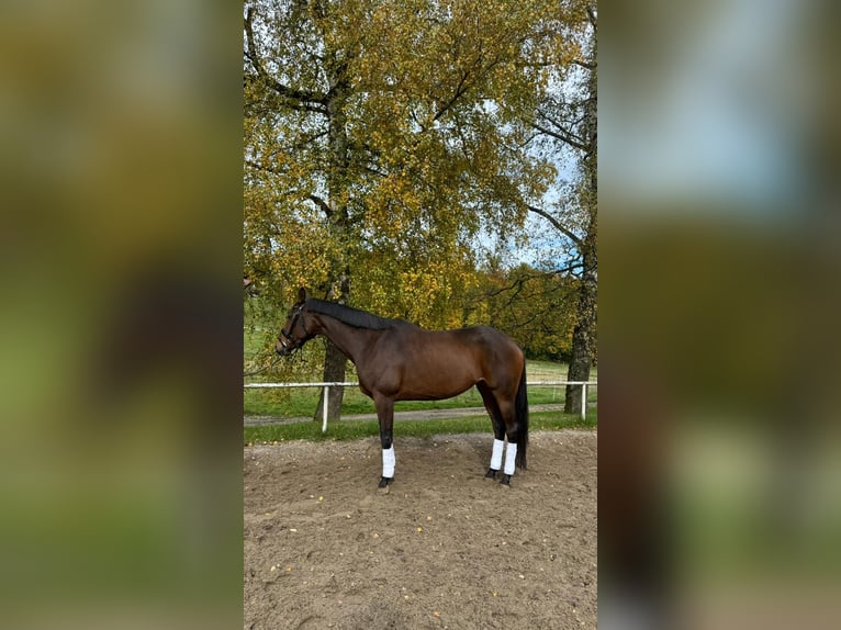 Koń trakeński Ogier 9 lat 168 cm Gniada in Sankt Johann