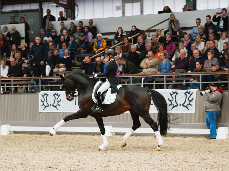 Koń trakeński Ogier Gniada in Coesfeld