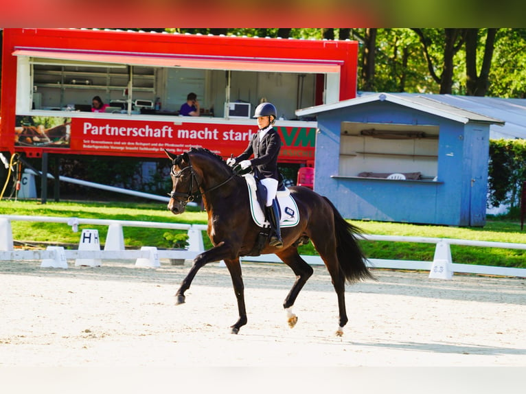 Koń trakeński Ogier Gniada in Coesfeld