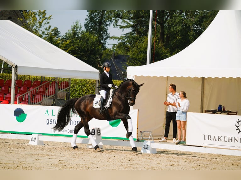 Koń trakeński Ogier Gniada in Coesfeld