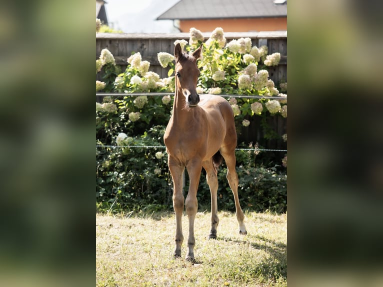 Koń trakeński Ogier Źrebak (06/2024) 145 cm Gniada in Oberalm