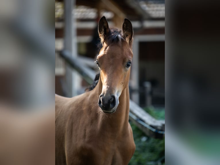 Koń trakeński Ogier Źrebak (06/2024) 145 cm Gniada in Oberalm