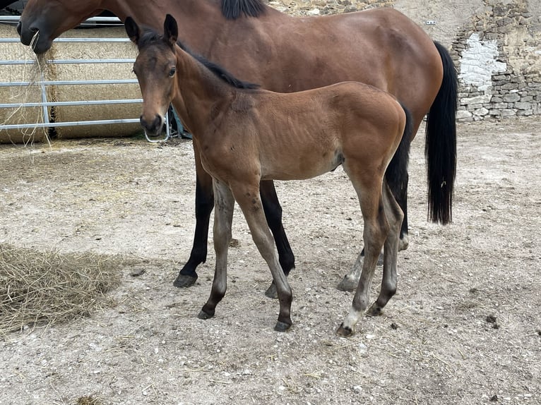 Koń trakeński Ogier Źrebak (05/2024) 162 cm Gniada in Weißenburg in Bayern