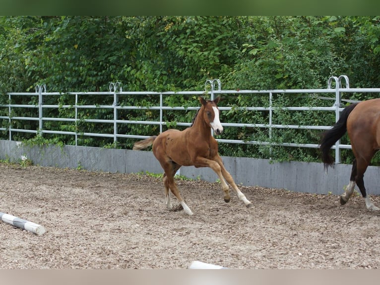 Koń trakeński Ogier Źrebak (06/2024) 166 cm Gniada in Günzburg