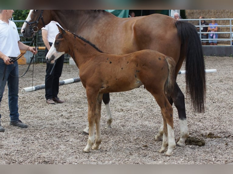 Koń trakeński Ogier Źrebak (06/2024) 166 cm Gniada in Günzburg