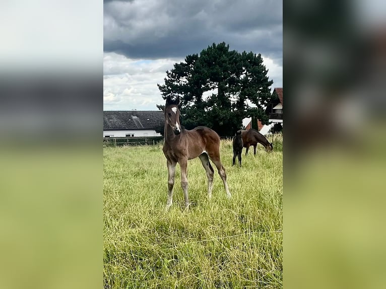 Koń trakeński Ogier Źrebak (05/2024) 168 cm Ciemnogniada in Alzenau