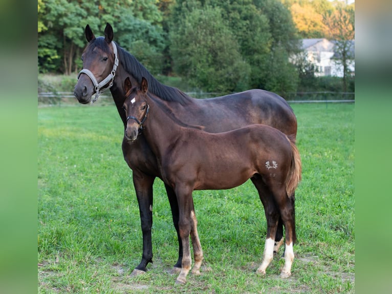 Koń trakeński Ogier Źrebak (05/2024) 168 cm Ciemnokasztanowata in Gnadendorf