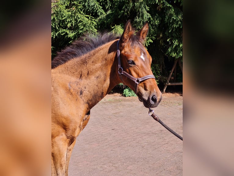 Koń trakeński Ogier Źrebak (05/2024) 168 cm Gniada in Waigandshain