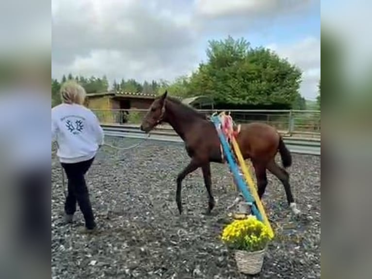 Koń trakeński Ogier Źrebak (05/2024) 168 cm Gniada in Waigandshain