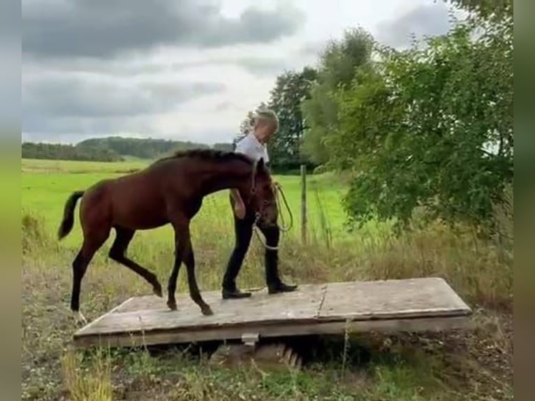 Koń trakeński Ogier Źrebak (05/2024) 168 cm Gniada in Waigandshain