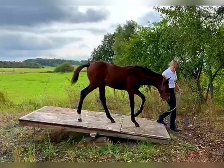 Koń trakeński Ogier Źrebak (05/2024) 168 cm Gniada in Waigandshain