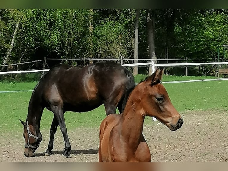 Koń trakeński Ogier  169 cm Ciemnogniada in Harsefeld