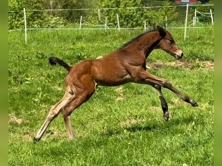 Koń trakeński Ogier Źrebak (04/2024) 170 cm Ciemnogniada in Kurtscheid