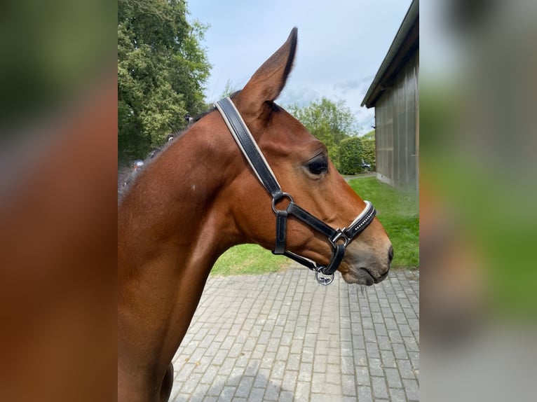 Koń trakeński Ogier Źrebak (04/2024) 170 cm Ciemnogniada in Kurtscheid