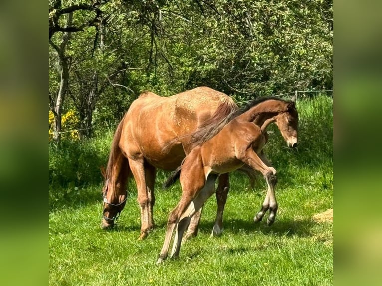 Koń trakeński Ogier Źrebak (04/2024) 170 cm Ciemnogniada in Kurtscheid