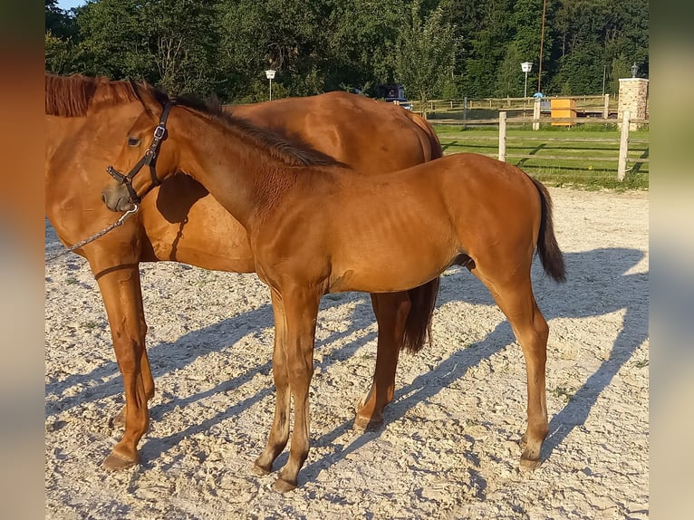 Koń trakeński Ogier Źrebak (04/2024) 170 cm Ciemnogniada in Kurtscheid