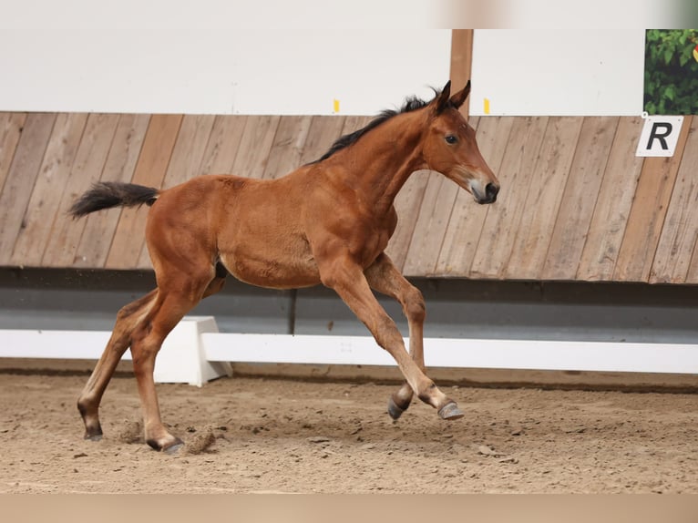 Koń trakeński Ogier Źrebak (04/2024) 170 cm Gniada in Gotha