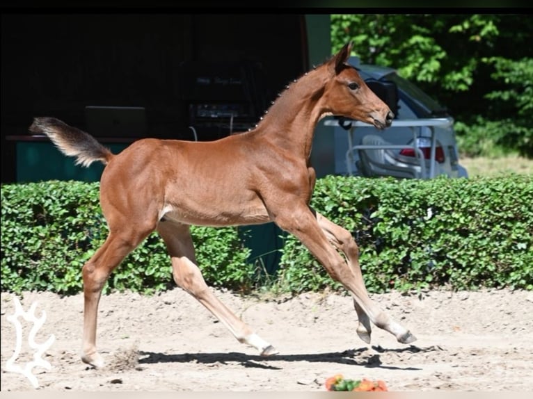 Koń trakeński Ogier Źrebak (04/2024) 170 cm Gniada in Harsefeld