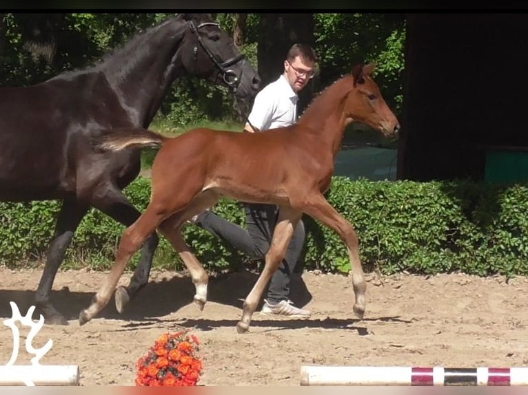 Koń trakeński Ogier Źrebak (04/2024) 170 cm Gniada in Harsefeld