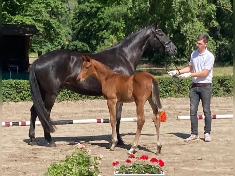 Koń trakeński Ogier Źrebak (04/2024) 170 cm Gniada in Harsefeld