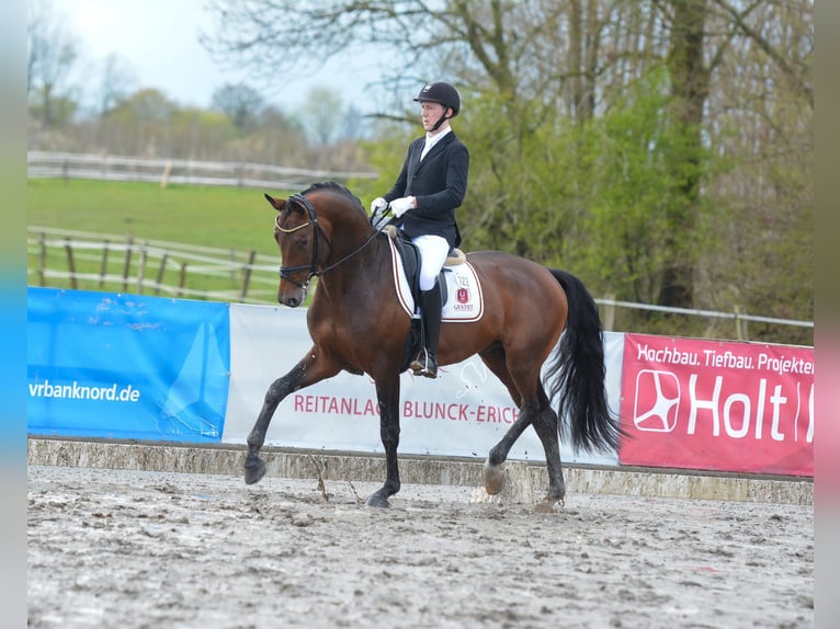 Koń trakeński Ogier Źrebak (04/2024) 170 cm Gniada in Harsefeld