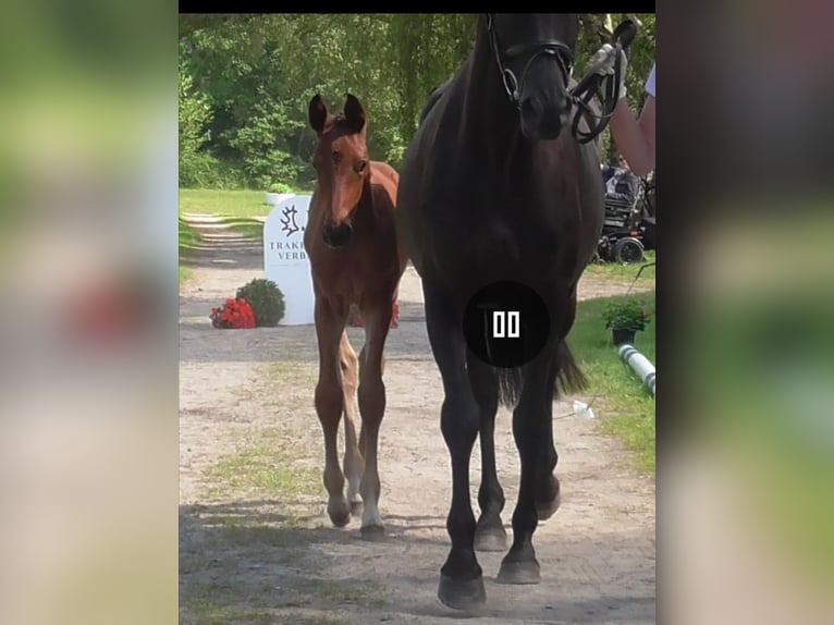 Koń trakeński Ogier Źrebak (04/2024) 170 cm Gniada in Harsefeld