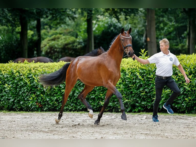 Koń trakeński Ogier Źrebak (04/2024) 170 cm Gniada in Harsefeld