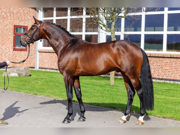 Koń trakeński Ogier Źrebak (04/2024) 170 cm Gniada in Harsefeld