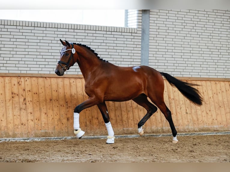 Koń trakeński Ogier Źrebak (04/2024) 170 cm Gniada in Harsefeld