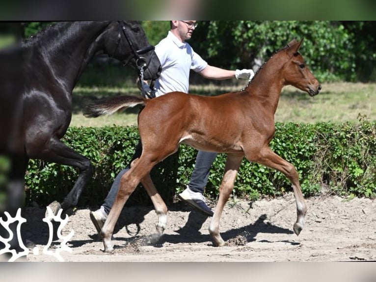 Koń trakeński Ogier Źrebak (04/2024) 170 cm Gniada in Harsefeld