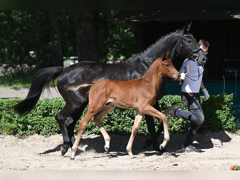 Koń trakeński Ogier Źrebak (04/2024) 170 cm Gniada in Harsefeld