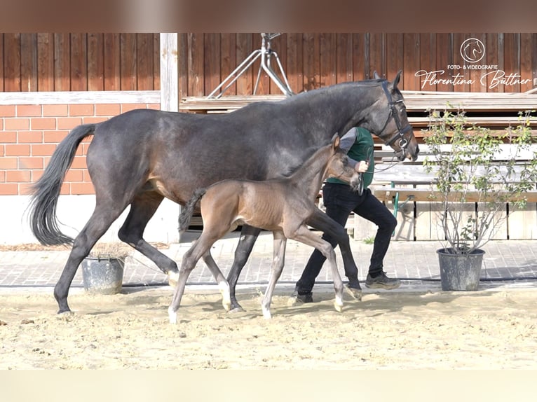 Koń trakeński Ogier Źrebak (03/2026) 170 cm Gniada in Dorsten