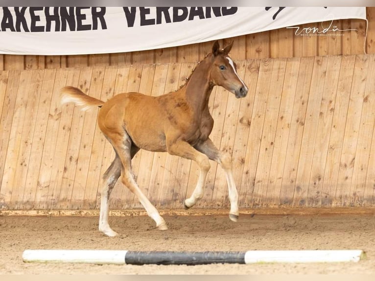 Koń trakeński Ogier Źrebak (06/2024) 170 cm Kasztanowata in Hörstein-Alzenau in Unterfranken