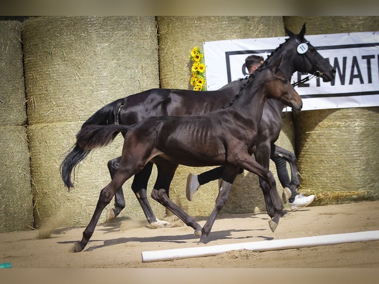 Koń trakeński Ogier Źrebak (03/2025) 170 cm in Aytos