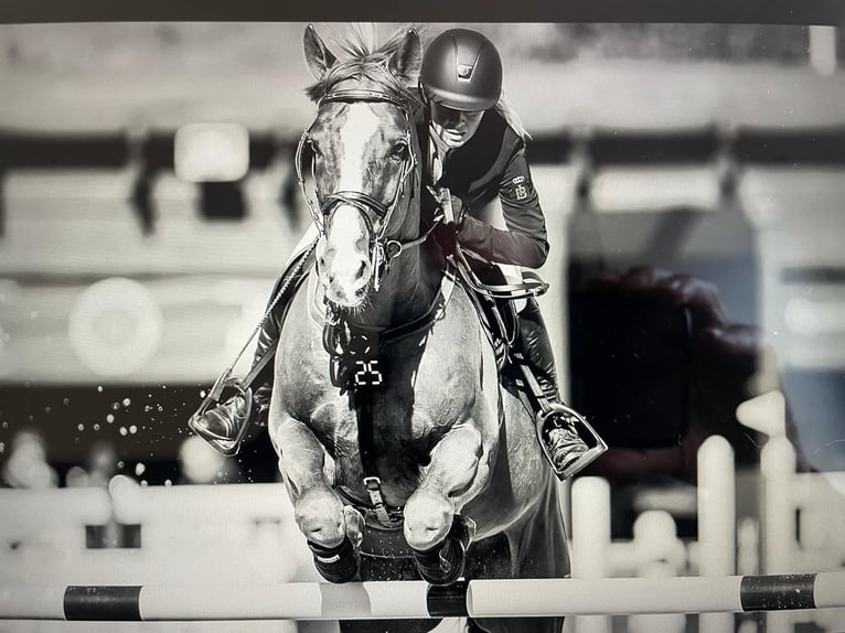 Koń trakeński Ogier Źrebak (03/2025) 170 cm in Aytos