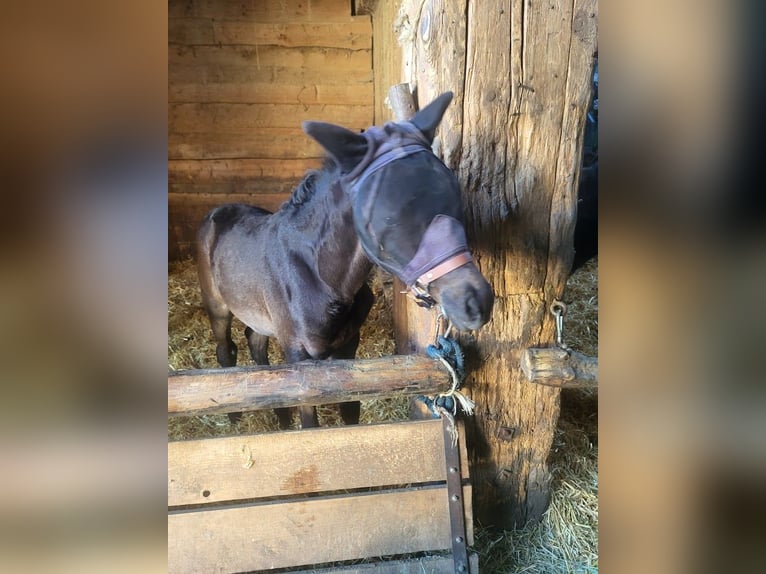 Koń trakeński Ogier Źrebak (04/2024) 171 cm Skarogniada in Adelsried