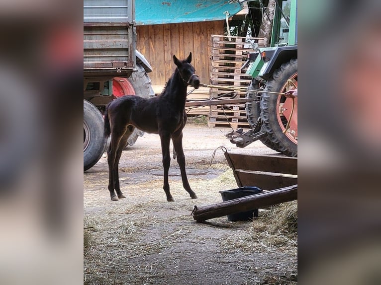 Koń trakeński Ogier Źrebak (04/2024) 171 cm Skarogniada in Adelsried