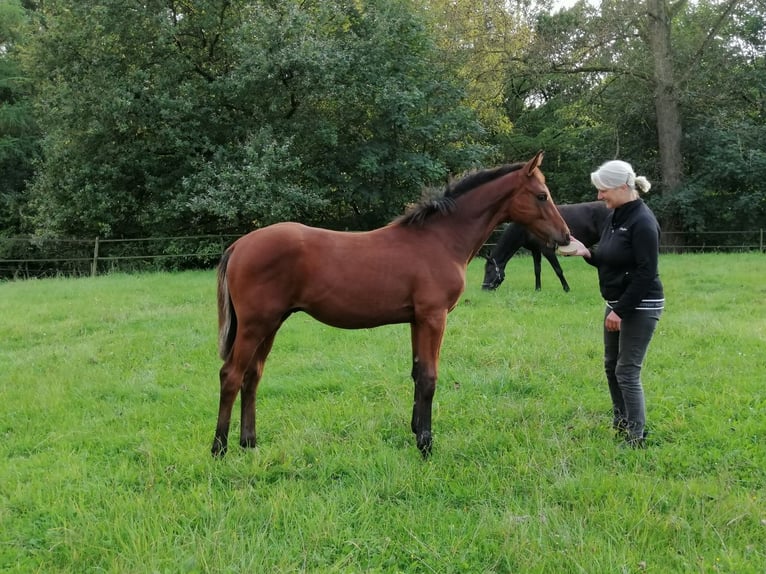 Koń trakeński Ogier Źrebak (04/2024) 172 cm Gniada in Harsefeld